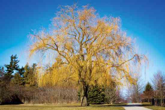 Photos from the Field: Golden Weeping Willow Grows Tall